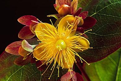 双头领导模式终止 索尼管理架构重大调整之后股价暴涨